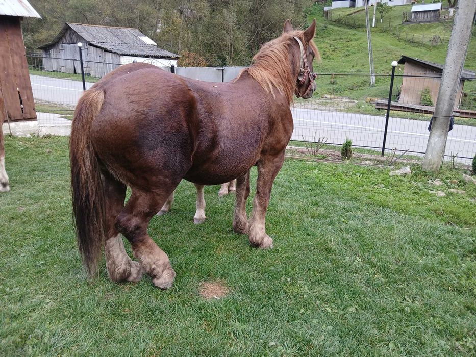Vand iapa de 7ani si o manza de 1 an si 9 luni
