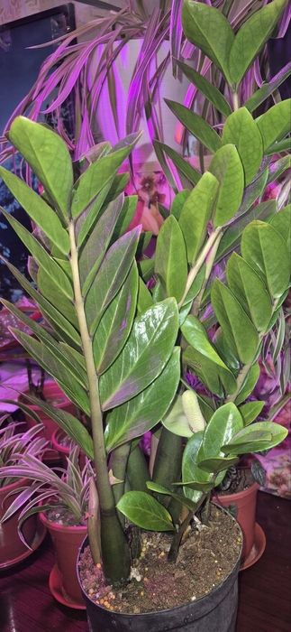 Продаётся Замиакулькас (Доллорвое дерево)