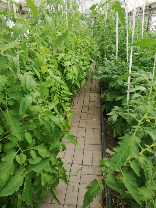 Продаётся дача СПП Темиртау. 8соток 8