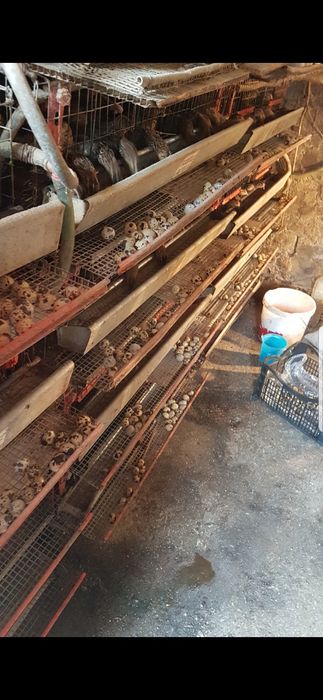 Vând tineret prepelițe!!