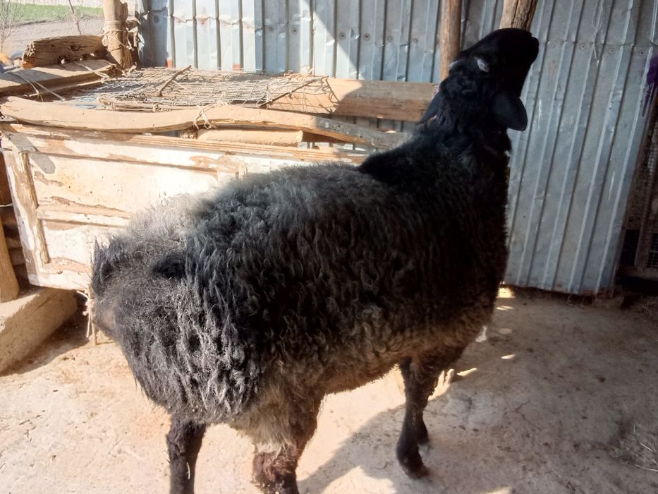 Semiz qoʻchqor sotiladi