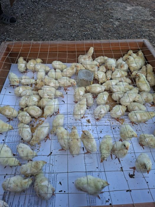 Продам цыплят петушков