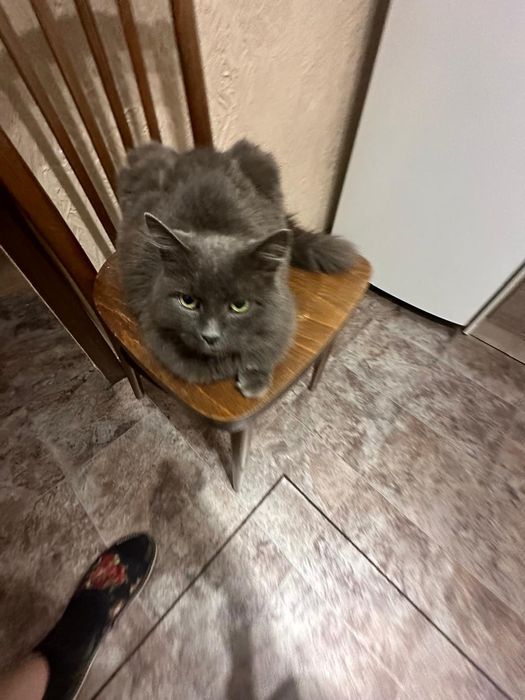 Отдадим кошку в хорошие руки.