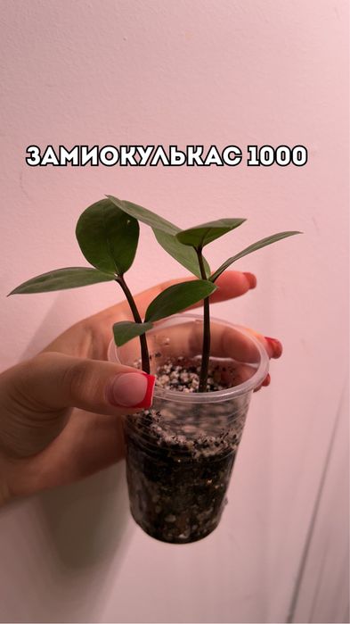 Цветы, комнатные растения