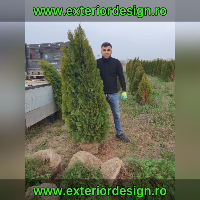 Tuia smaragd extra calitate, 180m-2m, Leylandii chiparos Leylandii