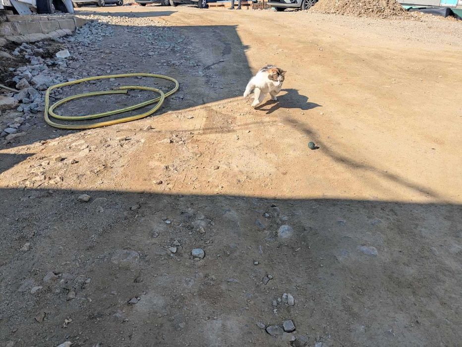 Кастрирана женска котка на година и половина си търси приемно семейство