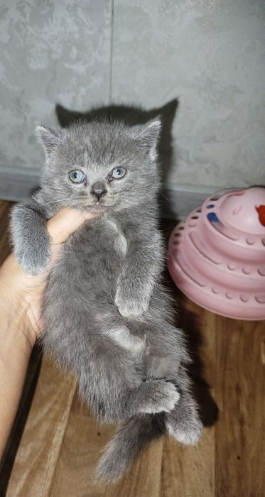 Скотиш фолд ва скоттиш страйт мушукчала