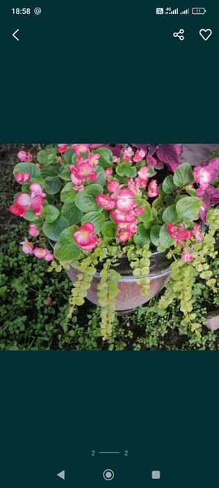 Продам бегонию вечноцветущую