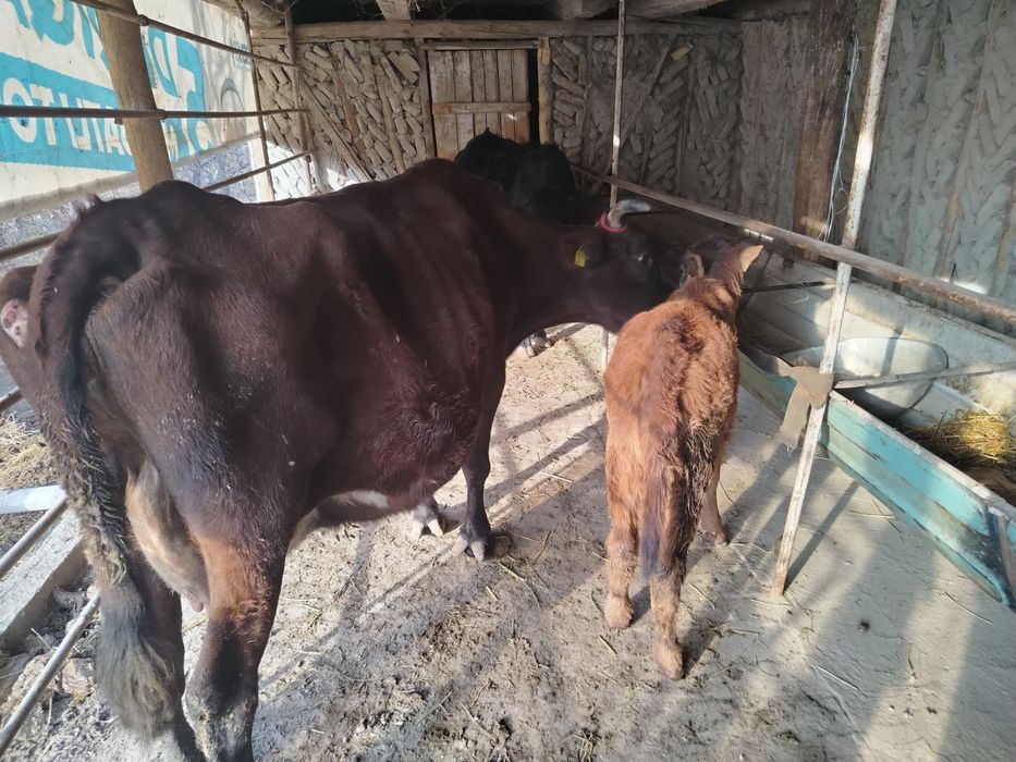 Ona bola sigir sotiladi.