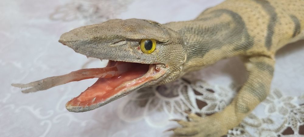 Продам чучело  Варана красивое чучило.