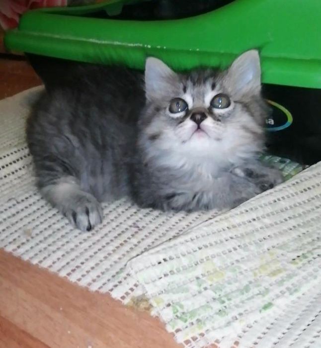 Хайленд страйтлар сотилади