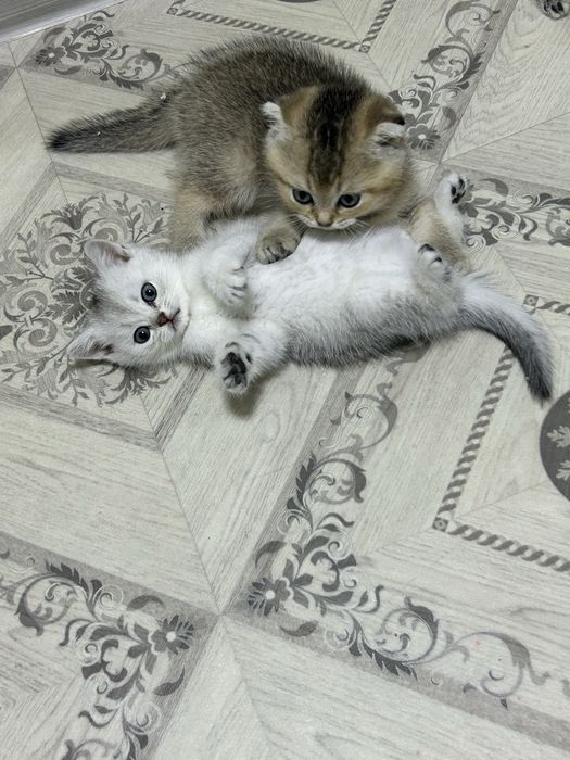 Продам шотланскую девочку