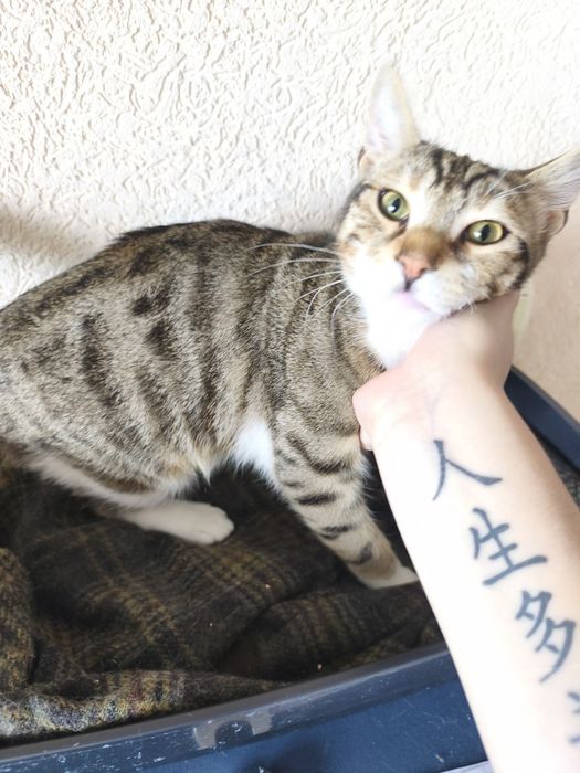 Коте спешно търси дом