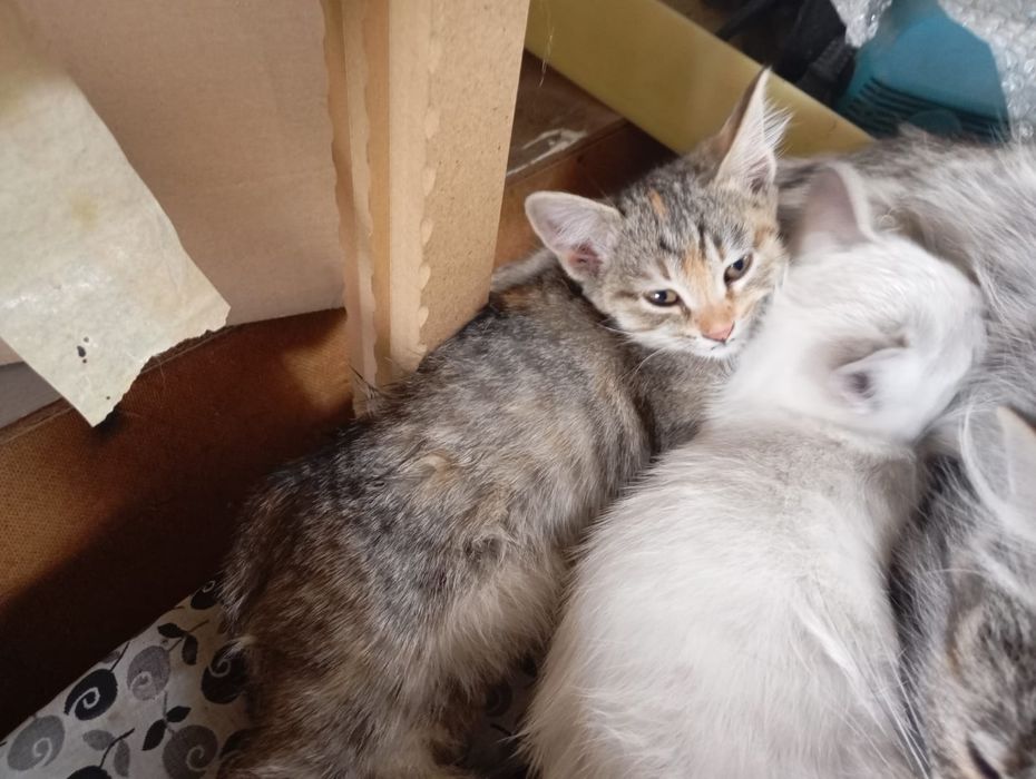 Отдам котят в хорошие руки