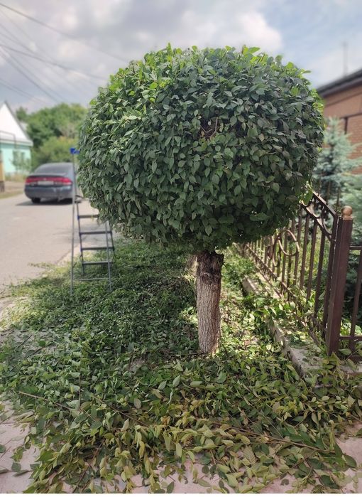 Вечно зелёный сад