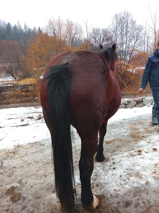 Iapă gestantă 9 luni