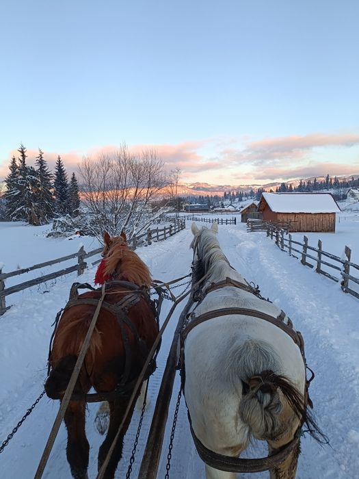 Cal foarte cuminte de 10 ani