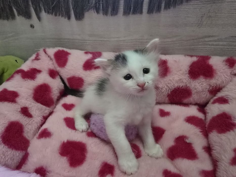 Котята на продажу.