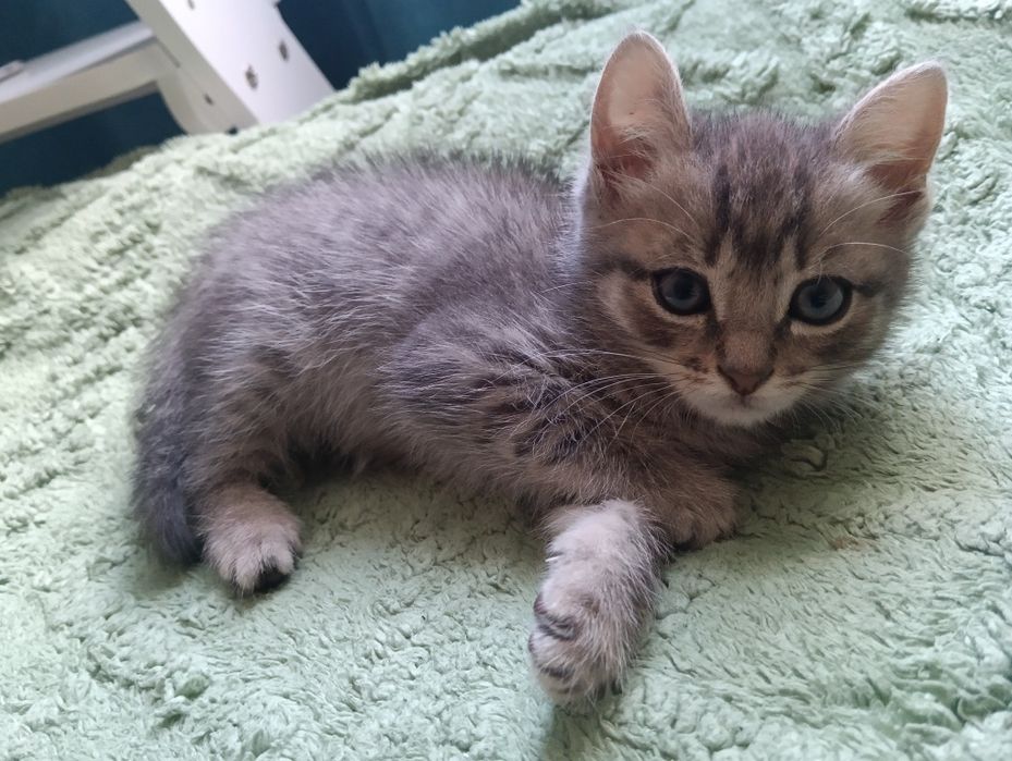 Котенка в добрые руки