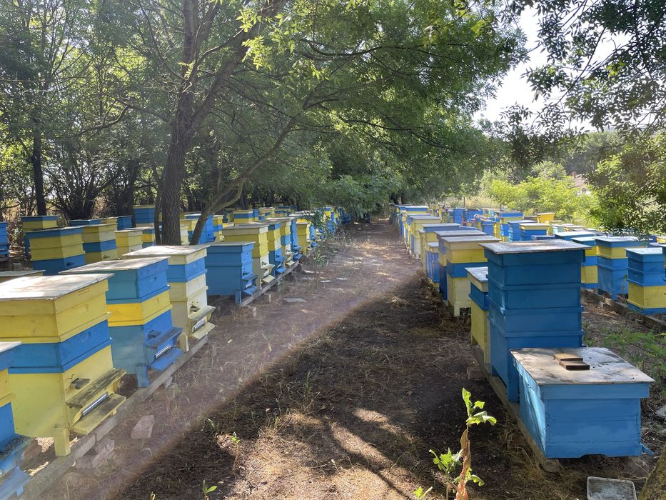 Продавам Кошери с Пчели Пчелни семейства Отводки Оплодени Пчелни Майки