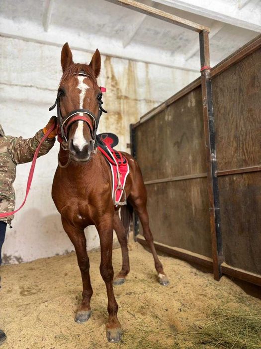 Продается лошадь Максимус