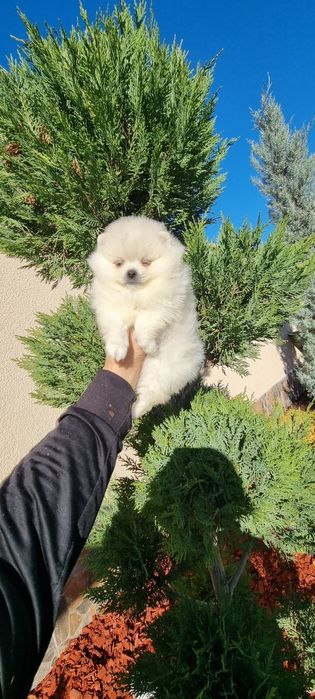 Померан померанче