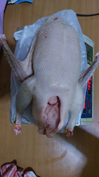 Продам  гусей  домашних.