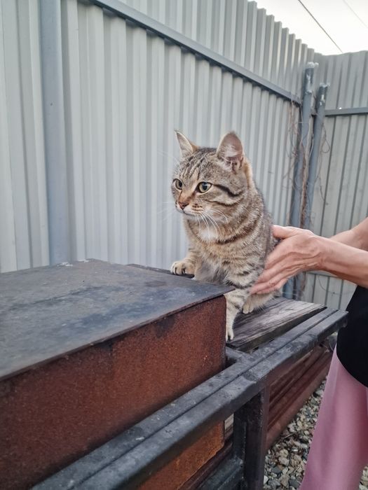 Отдам котика в хорошие руки