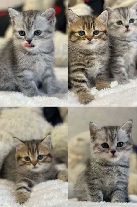 Золотые Шиншиллы