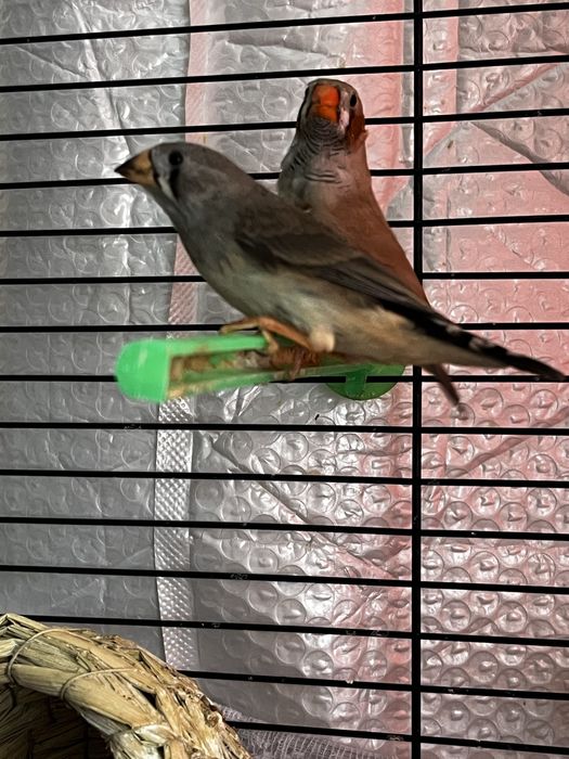 Заеброви амадини/ финки