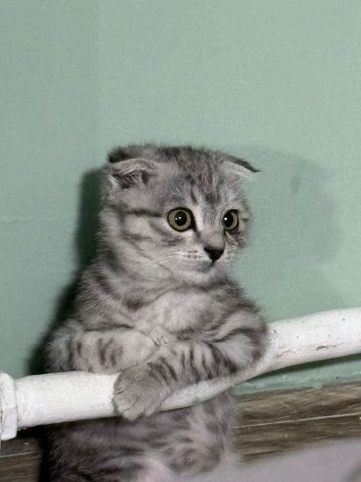 Шотланский веслоухии кот