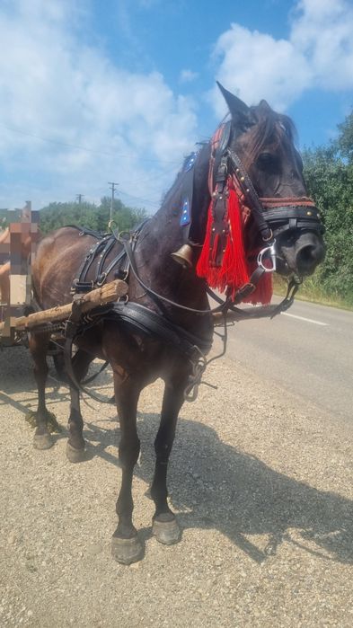 Vând  aceasta iapa foarte bună de caruta sau bineînțeles călărie