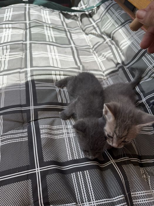 Подарявам малки котенца