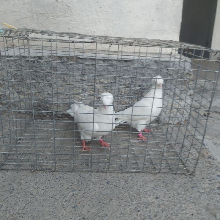 Бели двух чуби самец самка