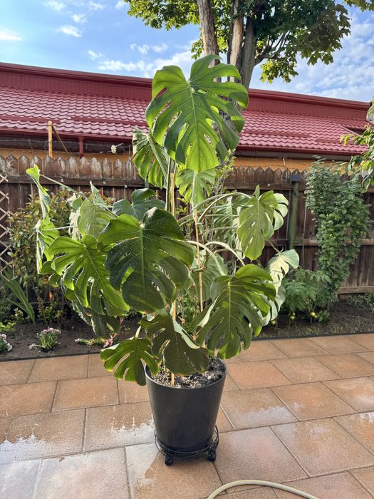 Planta interios Monstera
