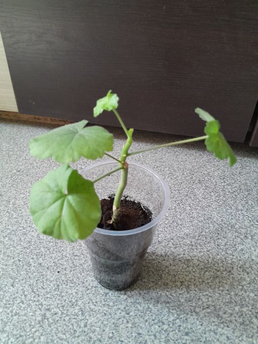 Продаются разные цветы