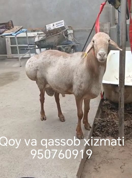 Qassob xizmati Qurbolu va Aqiqa