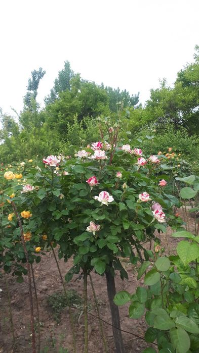 Atirgul ko'chatlari черная магия штамповий гуллар бир танада икки хил