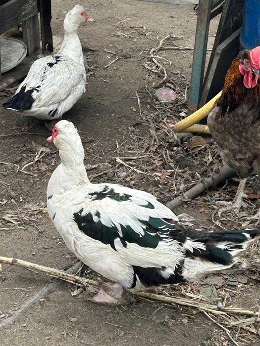 продам индоуток недорого