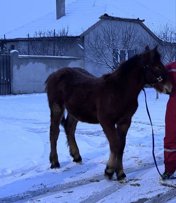 Vand manz de 7 luni sau schimb cu manza