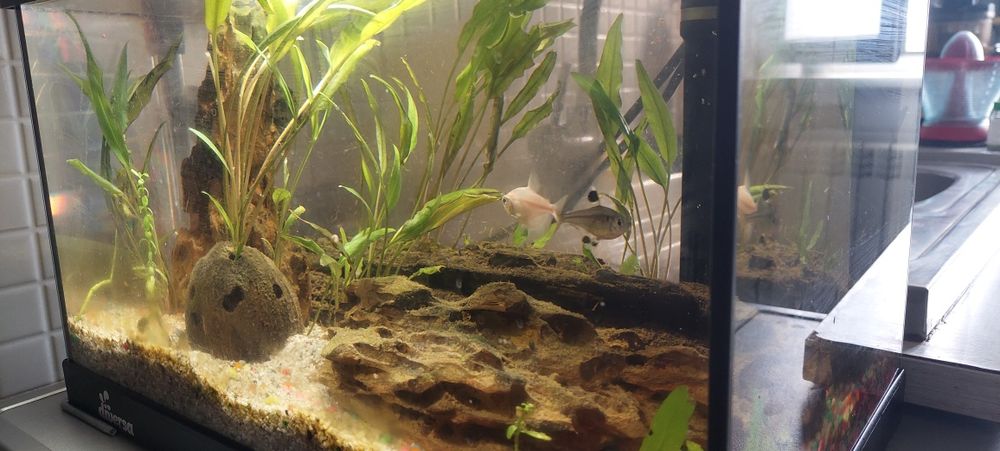 Acvariu autociclabil