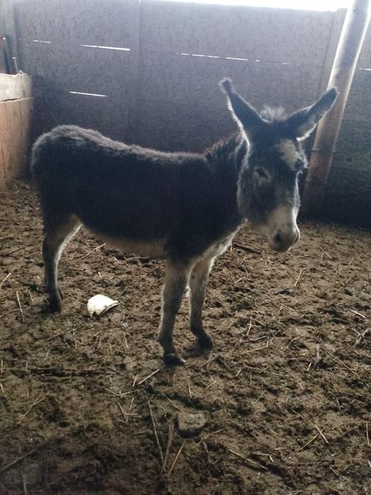 Продам ослов ...