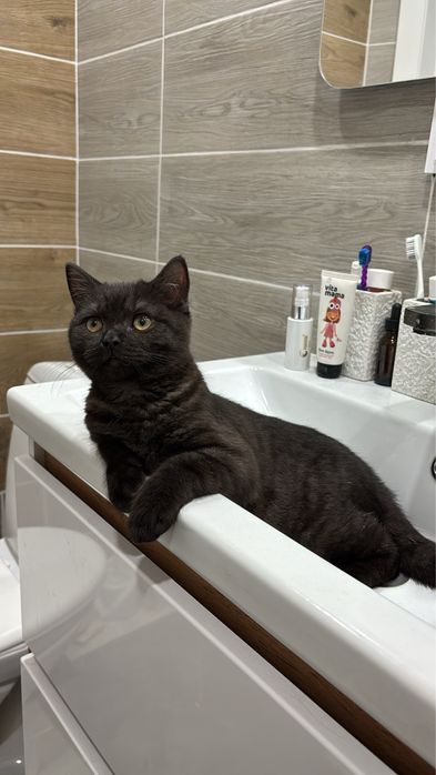 Котенок скоттиш страйт