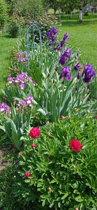 Iriși germanica  (stanjenei)