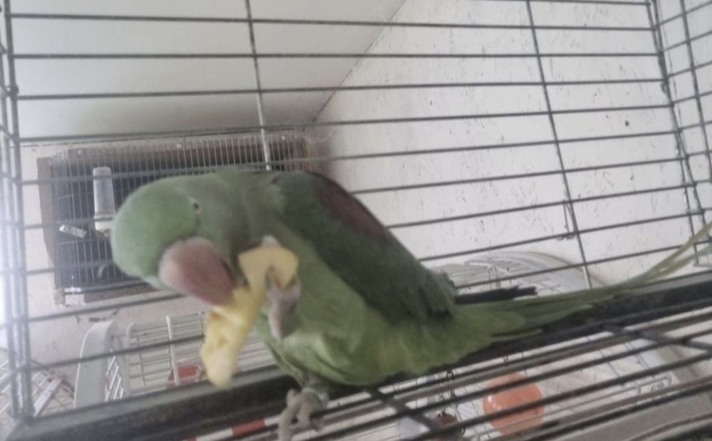 Papagal Marele Alexander vorbitor