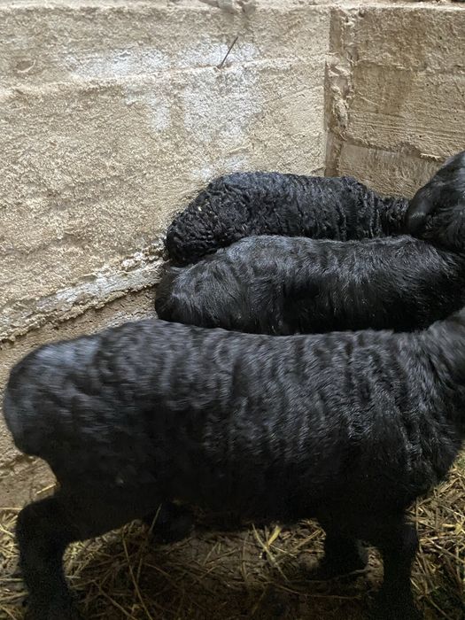 Козылар сатылады