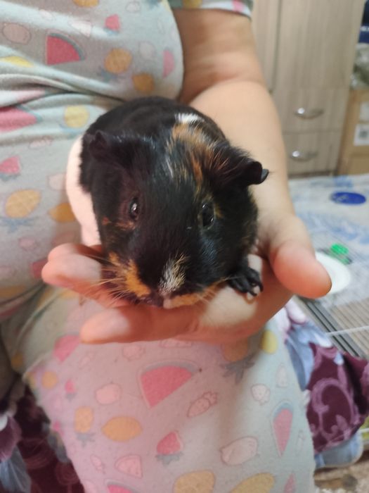 Продам морскую свинку