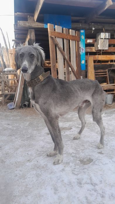 Продам тазы пародистый