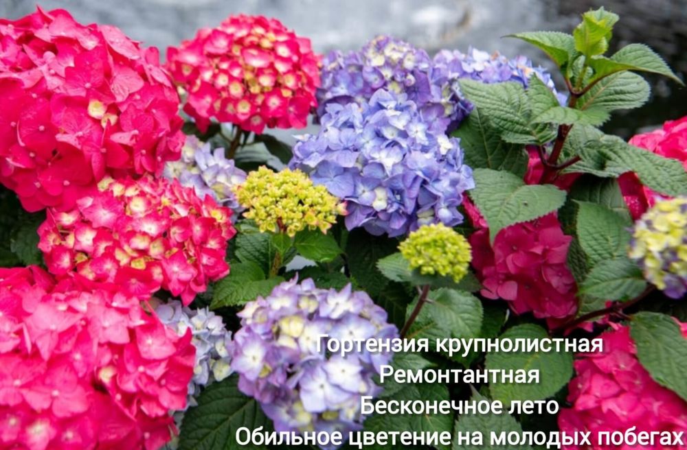 Гортензия все виды и их сорта:древовидная, метельчатая, крупнолистная