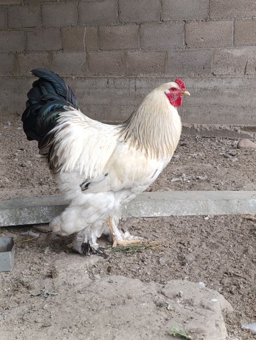 Продам петрушков Белой Брамы